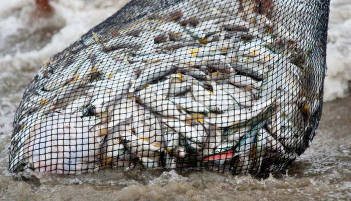 Drag nets are not sustainable fishing catching fish just to be discarded